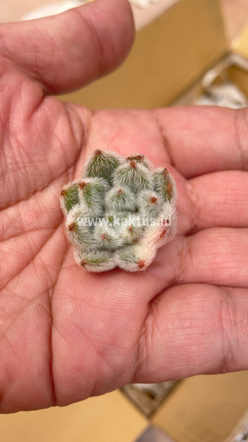 Echeveria Setosa Variegated, real gallery image #2 plants. Picture taken directly from kaktus.id community Echeveria farmer green houses.