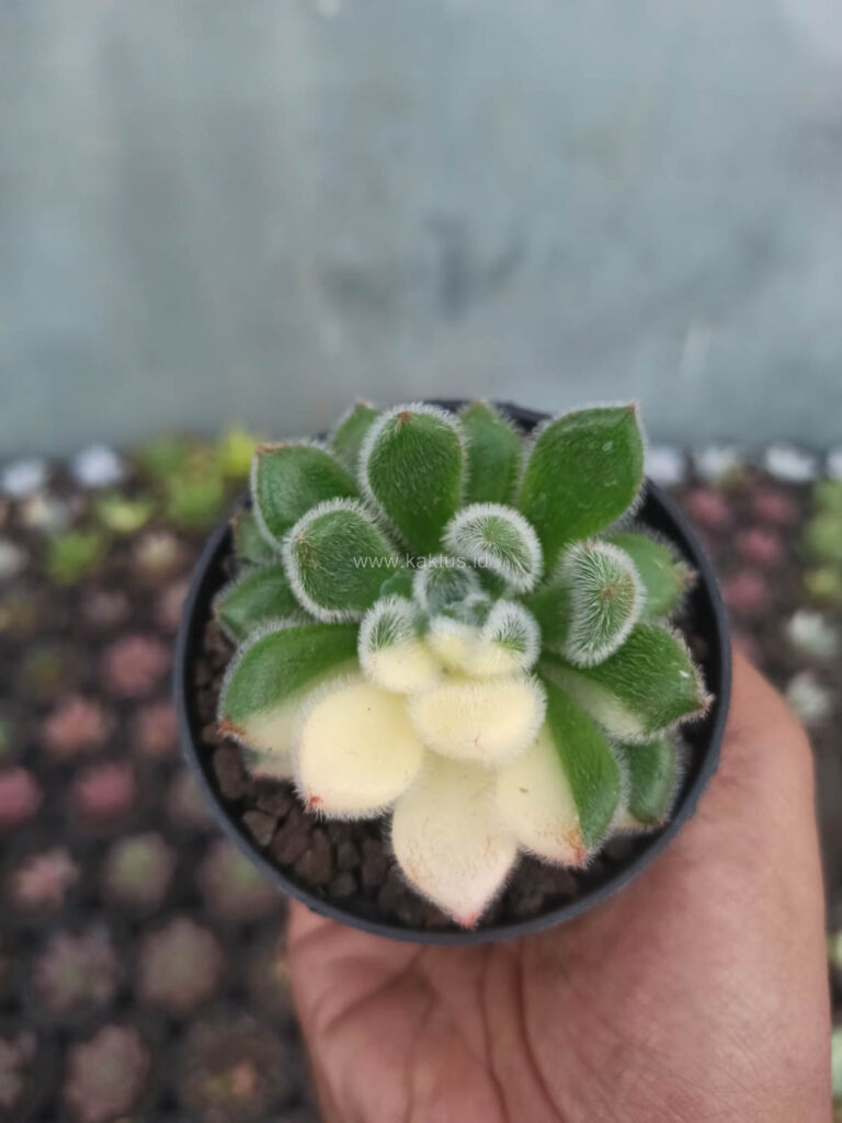 kaktus.id