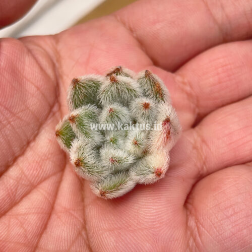 Echeveria Setosa Variegated, real gallery image #7 plants. Picture taken directly from kaktus.id community Echeveria farmer green houses.