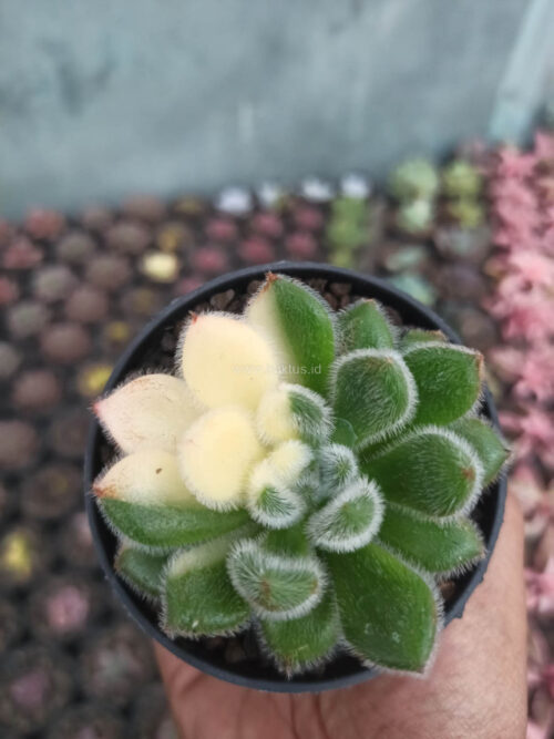 Echeveria Setosa Variegated, real gallery image #3 plants. Picture taken directly from kaktus.id community Echeveria farmer green houses.
