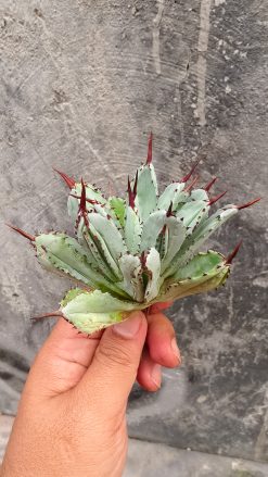 Agave Potatorum CV. Cubic, real gallery image #5 plants. Picture taken directly from kaktus.id community Agave farmer green houses.