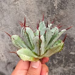Agave Potatorum CV. Cubic, real gallery image #7 plants. Picture taken directly from kaktus.id community Agave farmer green houses.