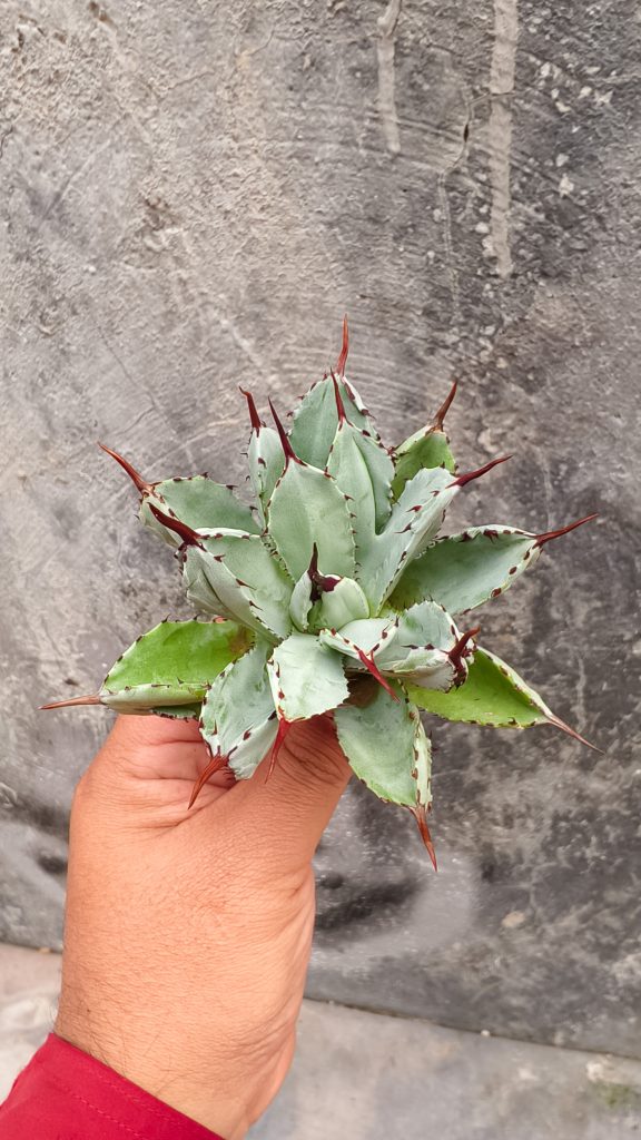 kaktus.id