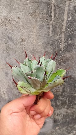 Agave Potatorum CV. Cubic, real gallery image #1 plants. Picture taken directly from kaktus.id community Agave farmer green houses.