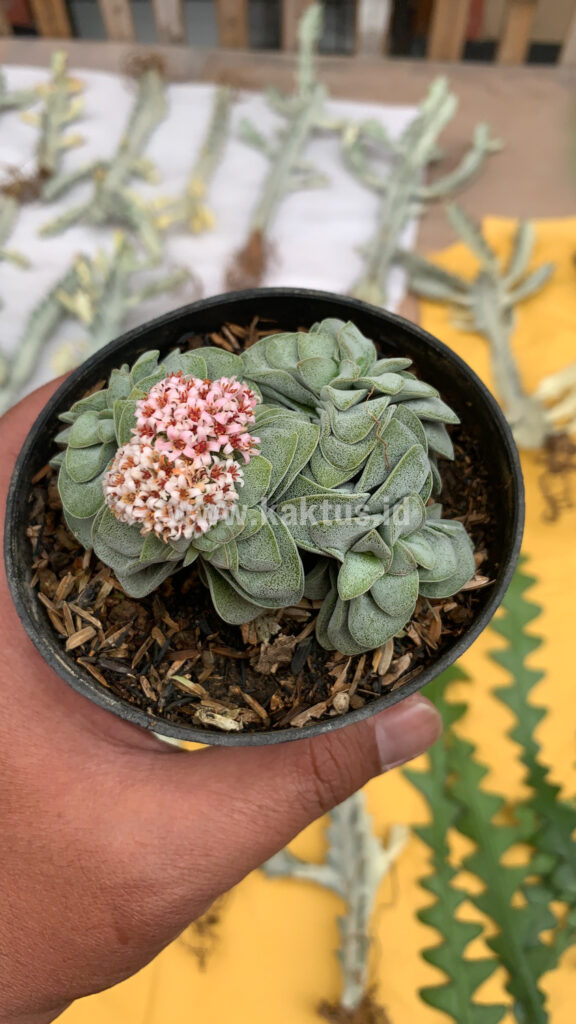kaktus.id