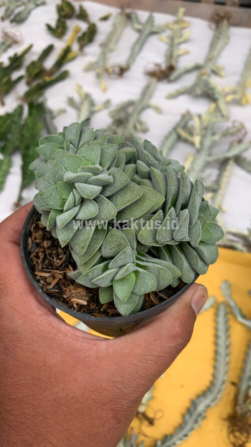 Crassula Morgans Beauty Cluster, real gallery image #1 plants. Picture taken directly from kaktus.id community Crassula farmer green houses.
