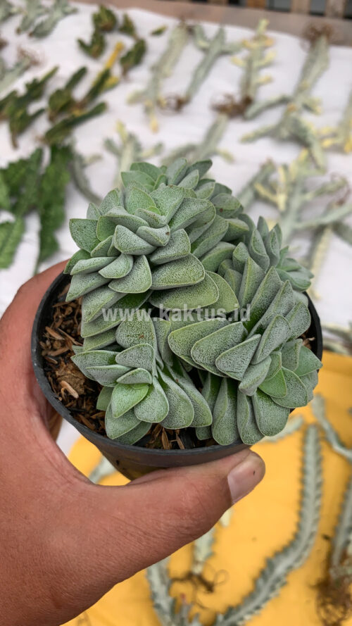 Crassula Morgans Beauty Cluster, real gallery image #13 plants. Picture taken directly from kaktus.id community Crassula farmer green houses.