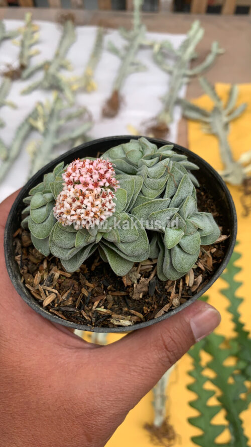 Crassula Morgans Beauty Cluster, real gallery image #10 plants. Picture taken directly from kaktus.id community Crassula farmer green houses.