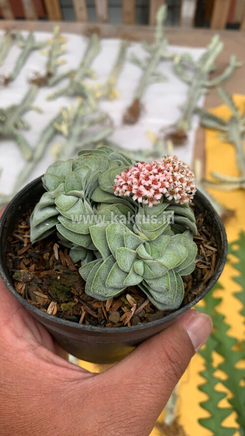 Crassula Morgans Beauty Cluster, real gallery image #8 plants. Picture taken directly from kaktus.id community Crassula farmer green houses.