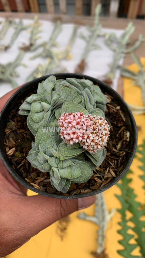 Crassula Morgans Beauty Cluster, real gallery image #7 plants. Picture taken directly from kaktus.id community Crassula farmer green houses.