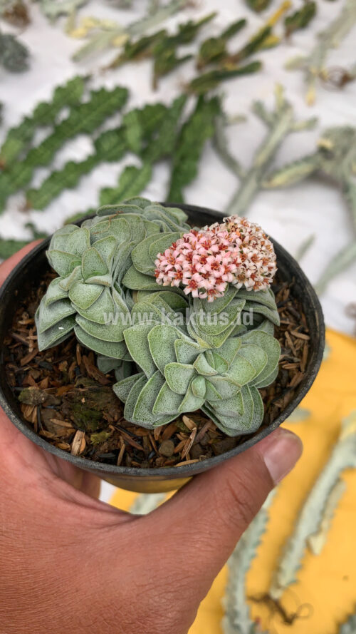 Crassula Morgans Beauty Cluster, real gallery image #6 plants. Picture taken directly from kaktus.id community Crassula farmer green houses.