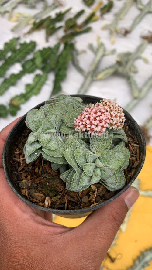 Crassula Morgans Beauty Cluster, real gallery image #5 plants. Picture taken directly from kaktus.id community Crassula farmer green houses.