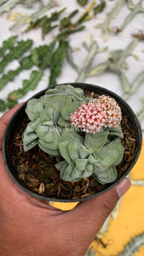 Crassula Morgans Beauty Cluster, real gallery image #4 plants. Picture taken directly from kaktus.id community Crassula farmer green houses.