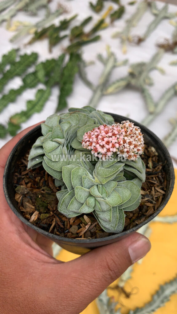 kaktus.id