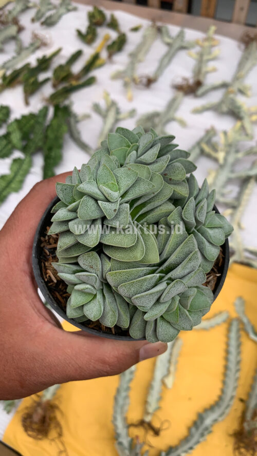 Crassula Morgans Beauty Cluster, real gallery image #2 plants. Picture taken directly from kaktus.id community Crassula farmer green houses.