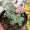 Crassula Morgans Beauty Cluster, real gallery image #9 plants. Picture taken directly from kaktus.id community Crassula farmer green houses.
