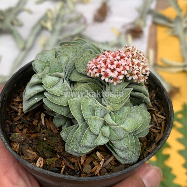 283. Crassula Morgans Beauty Cluster ( Appendix II – Special Permit Needed* )