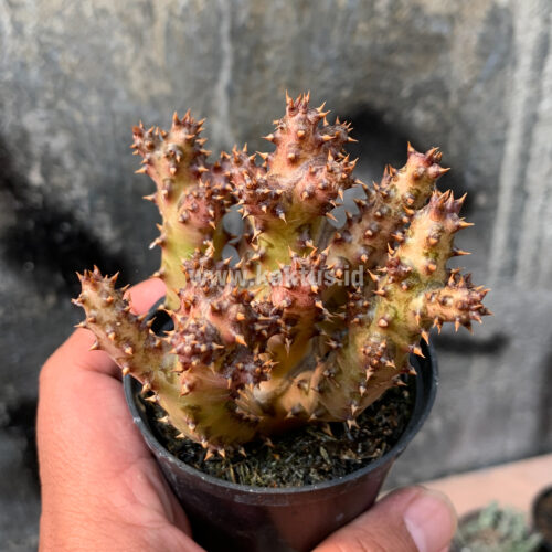 Edithcolea Grandis, real gallery image #6 plants. Picture taken directly from kaktus.id community Edithcolea farmer green houses.