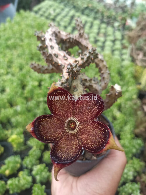 Edithcolea Grandis, real gallery image #5 plants. Picture taken directly from kaktus.id community Edithcolea farmer green houses.