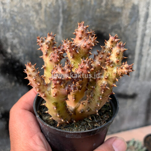 Edithcolea Grandis, real gallery image #9 plants. Picture taken directly from kaktus.id community Edithcolea farmer green houses.