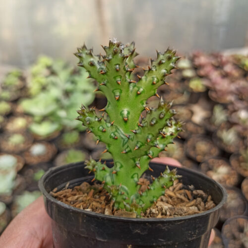 Edithcolea Grandis, real gallery image #15 plants. Picture taken directly from kaktus.id community Edithcolea farmer green houses.