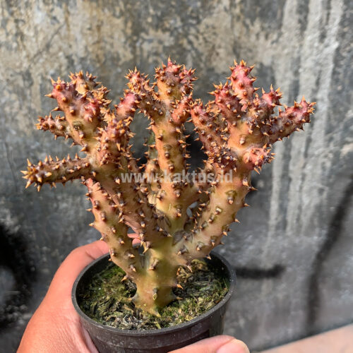 Edithcolea Grandis, real gallery image #7 plants. Picture taken directly from kaktus.id community Edithcolea farmer green houses.