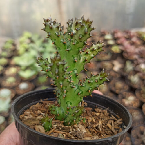 Edithcolea Grandis, real gallery image #2 plants. Picture taken directly from kaktus.id community Edithcolea farmer green houses.