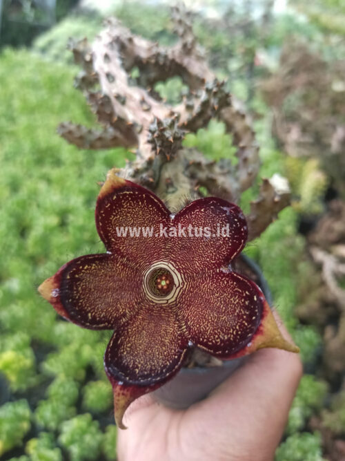 Edithcolea Grandis, real gallery image #8 plants. Picture taken directly from kaktus.id community Edithcolea farmer green houses.