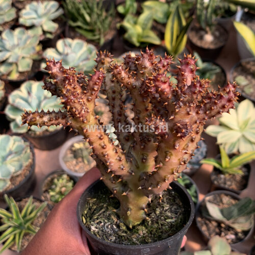 Edithcolea Grandis, real gallery image #4 plants. Picture taken directly from kaktus.id community Edithcolea farmer green houses.