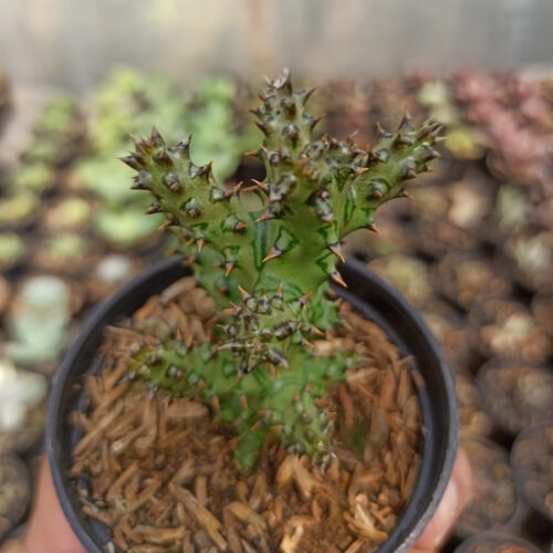 Edithcolea Grandis, real gallery image #13 plants. Picture taken directly from kaktus.id community Edithcolea farmer green houses.
