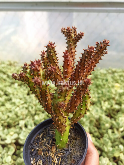 Edithcolea Grandis, real gallery image #1 plants. Picture taken directly from kaktus.id community Edithcolea farmer green houses.