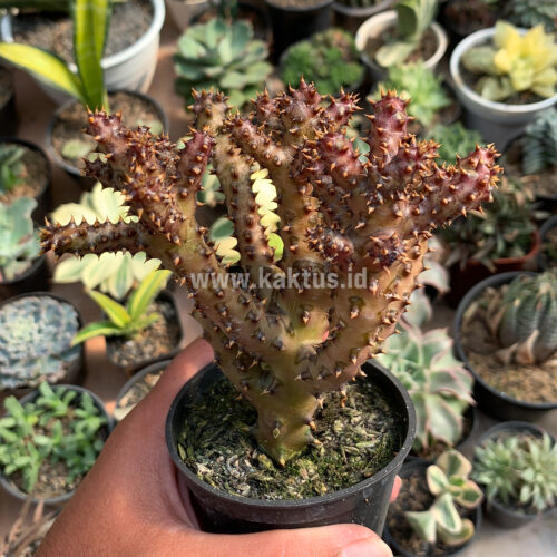 Edithcolea Grandis, real gallery image #3 plants. Picture taken directly from kaktus.id community Edithcolea farmer green houses.
