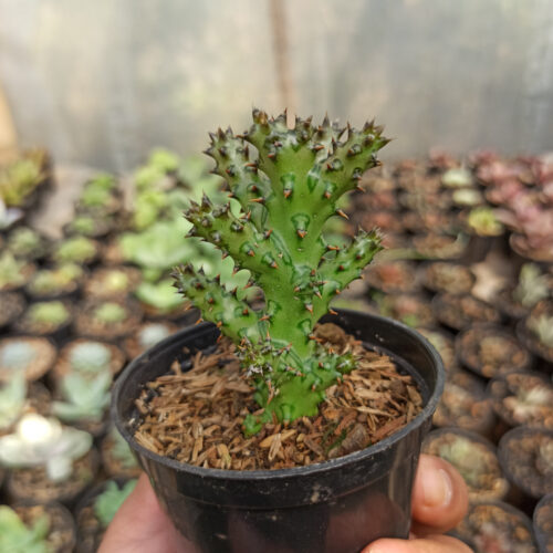 Edithcolea Grandis, real gallery image #16 plants. Picture taken directly from kaktus.id community Edithcolea farmer green houses.