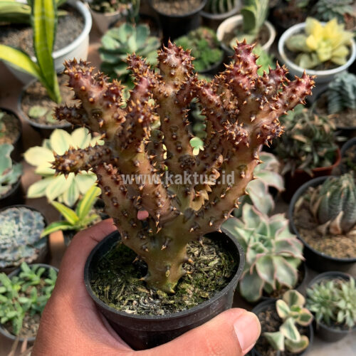 Edithcolea Grandis, real gallery image #12 plants. Picture taken directly from kaktus.id community Edithcolea farmer green houses.