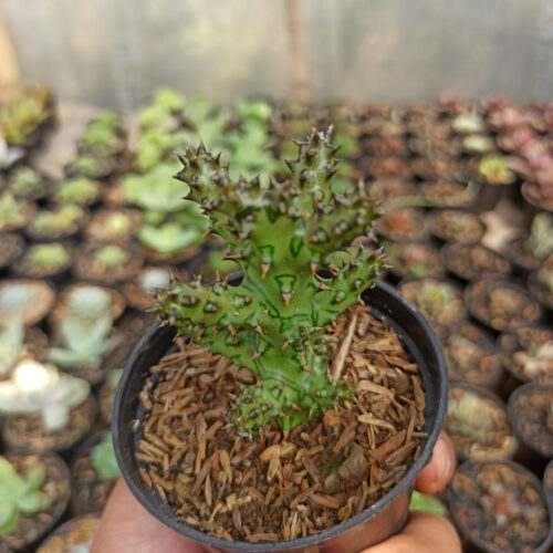 Edithcolea Grandis, real gallery image #10 plants. Picture taken directly from kaktus.id community Edithcolea farmer green houses.