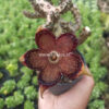 Edithcolea Grandis, real gallery image #14 plants. Picture taken directly from kaktus.id community Edithcolea farmer green houses.