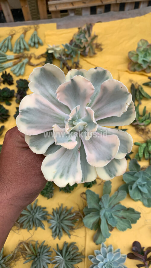 Echeveria Chantilly Mutation 'White Angel', real gallery image #2 plants. Picture taken directly from kaktus.id community Echeveria farmer green houses.