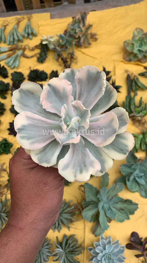 Echeveria Chantilly Mutation 'White Angel', real gallery image #17 plants. Picture taken directly from kaktus.id community Echeveria farmer green houses.