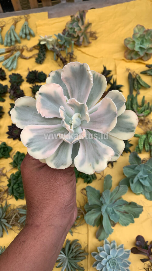 Echeveria Chantilly Mutation 'White Angel', real gallery image #16 plants. Picture taken directly from kaktus.id community Echeveria farmer green houses.