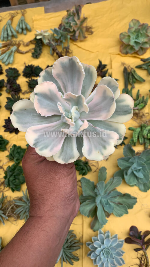 Echeveria Chantilly Mutation 'White Angel', real gallery image #15 plants. Picture taken directly from kaktus.id community Echeveria farmer green houses.