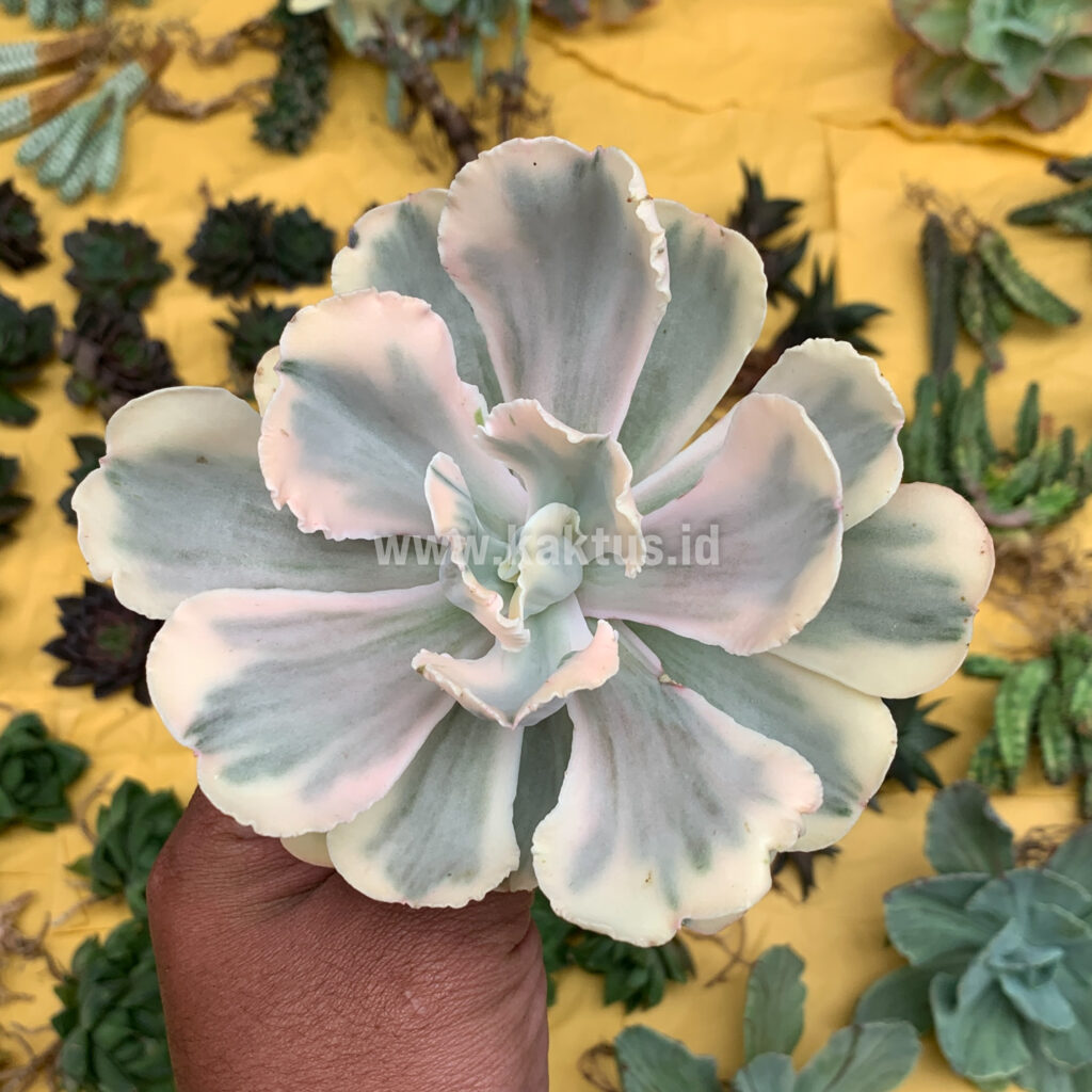 kaktus.id
