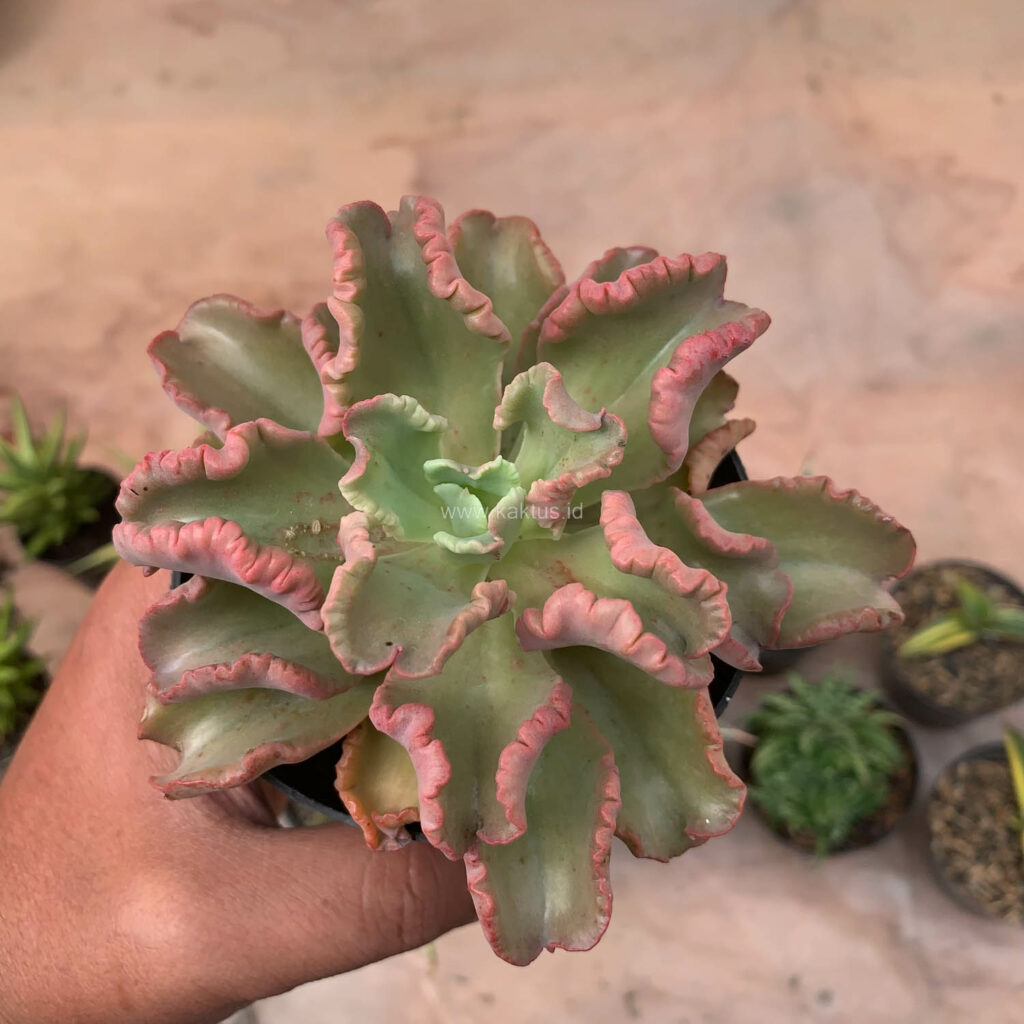 kaktus.id