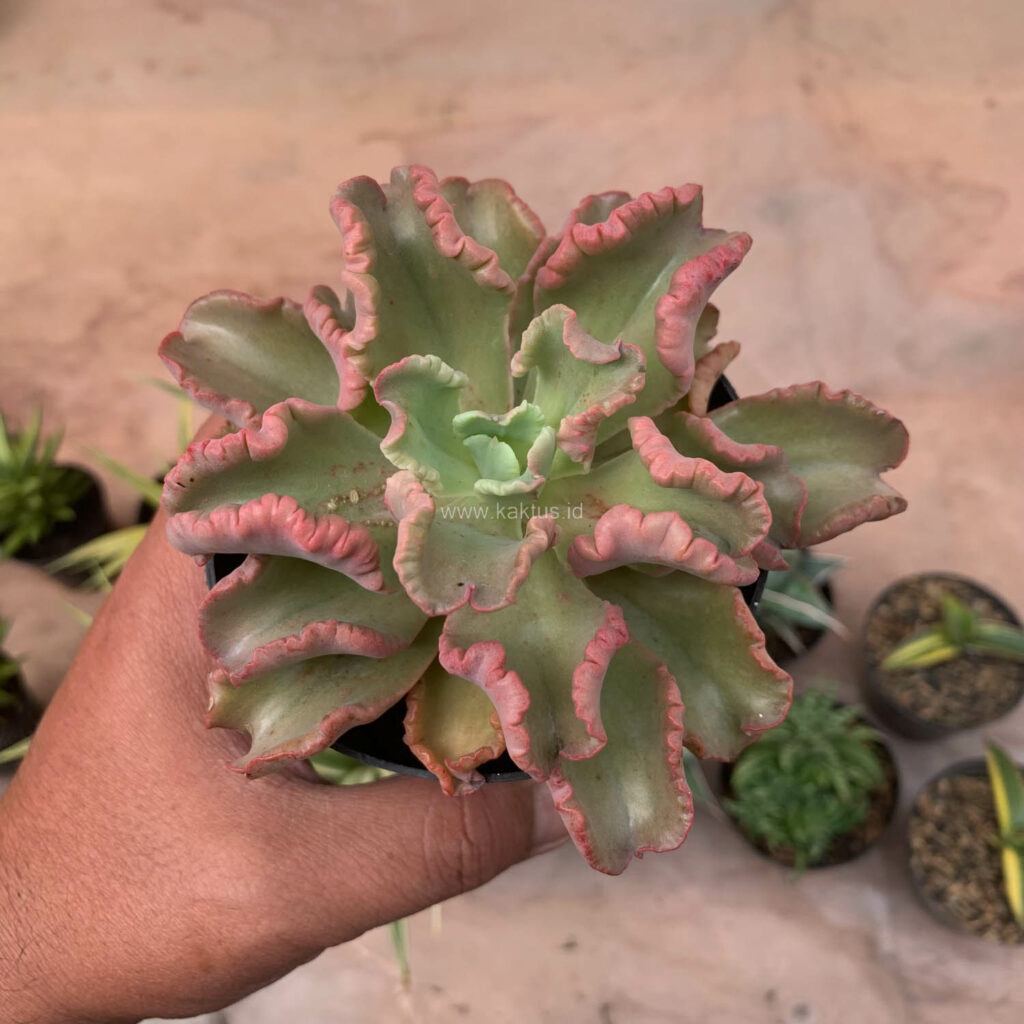 kaktus.id