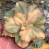 Echeveria San Remo, real feature image plant. Picture taken directly from kaktus.id community Echeveria farmer green houses.