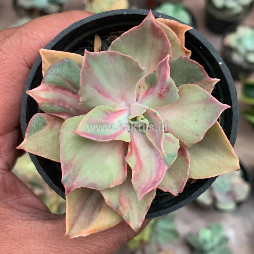 kaktus.id