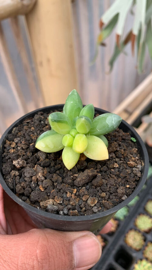 Pachyphytum Compactum Variegated, real gallery image #7 plants. Picture taken directly from kaktus.id community Pachyphytum farmer green houses.