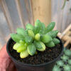 Pachyphytum Compactum Variegated, real feature image plant. Picture taken directly from kaktus.id community Pachyphytum farmer green houses.