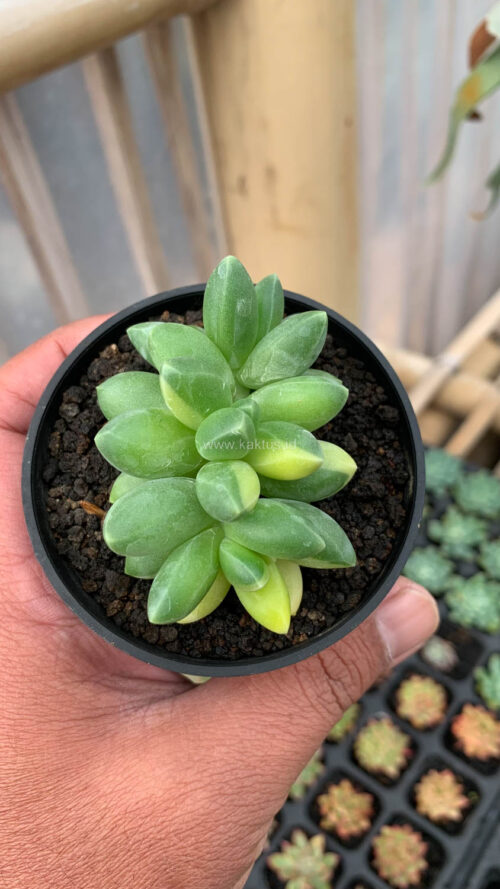 Pachyphytum Compactum Variegated, real gallery image #2 plants. Picture taken directly from kaktus.id community Pachyphytum farmer green houses.
