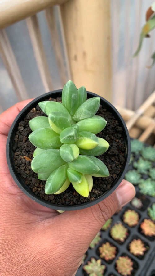 Pachyphytum Compactum Variegated, real gallery image #4 plants. Picture taken directly from kaktus.id community Pachyphytum farmer green houses.