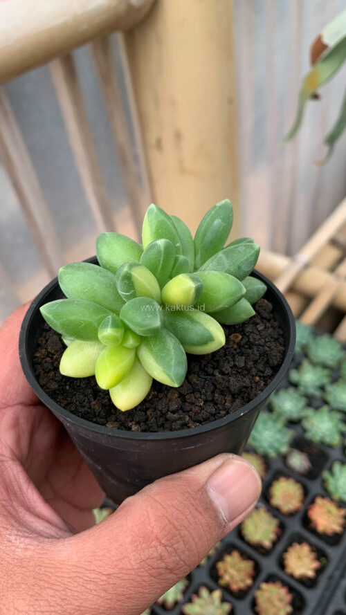 Pachyphytum Compactum Variegated, real gallery image #6 plants. Picture taken directly from kaktus.id community Pachyphytum farmer green houses.